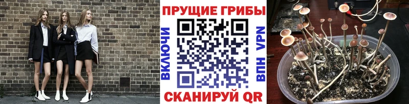 Купить  Новоржев  Галлюциногенные грибы мицелий 